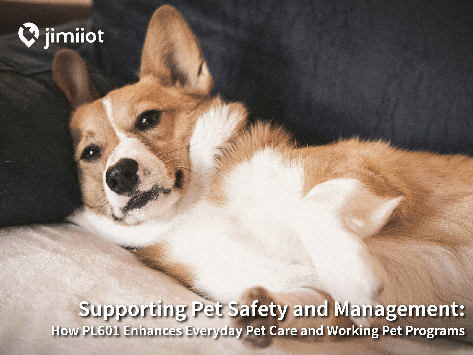 supporting-pet-safety-and-management